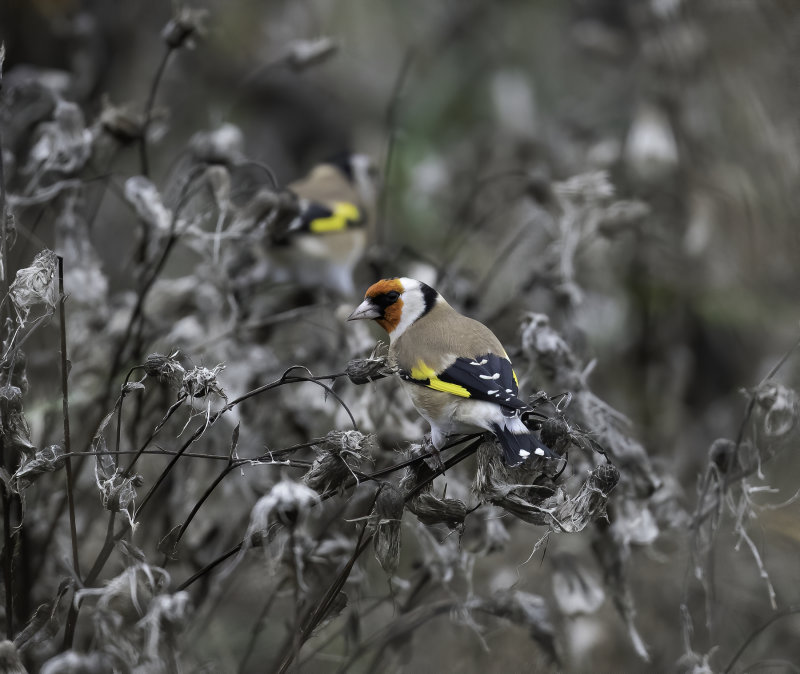 European Goldfinch