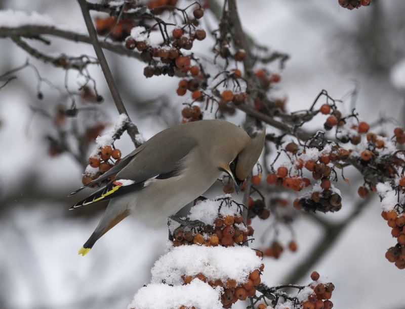 Bohemian Waxwing