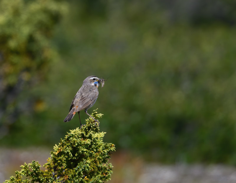 Bluethroat