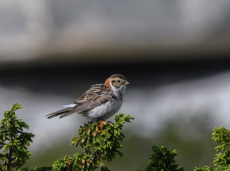 Lapland Longspur