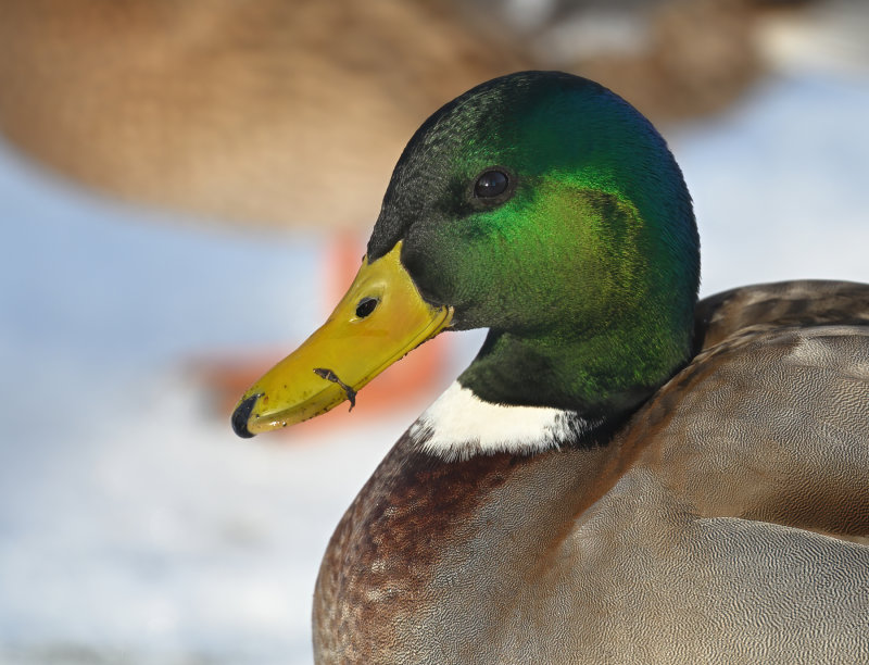 Mallard