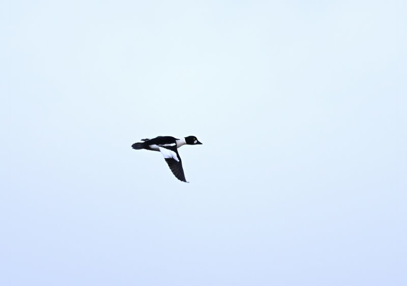 Common Goldeneye