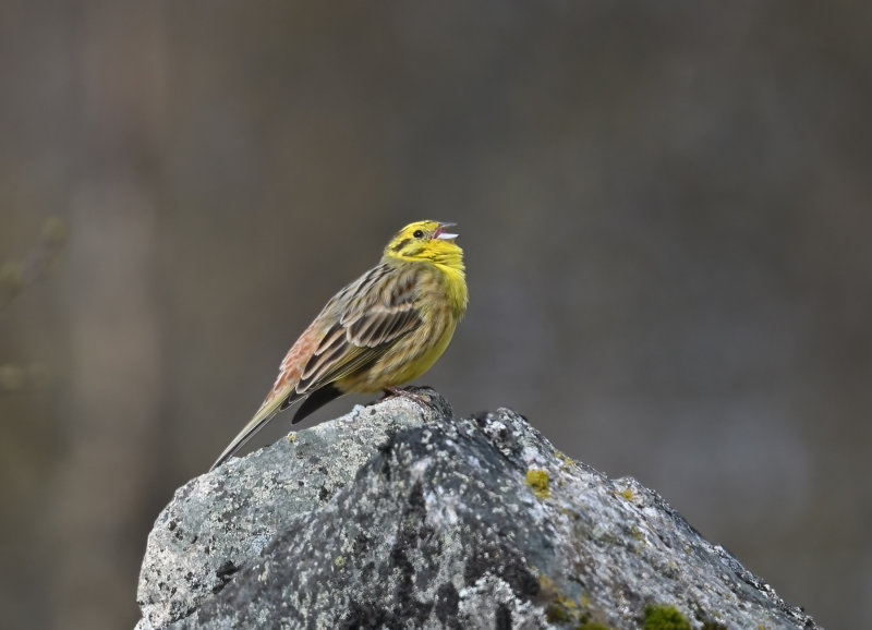 Yellowhammer