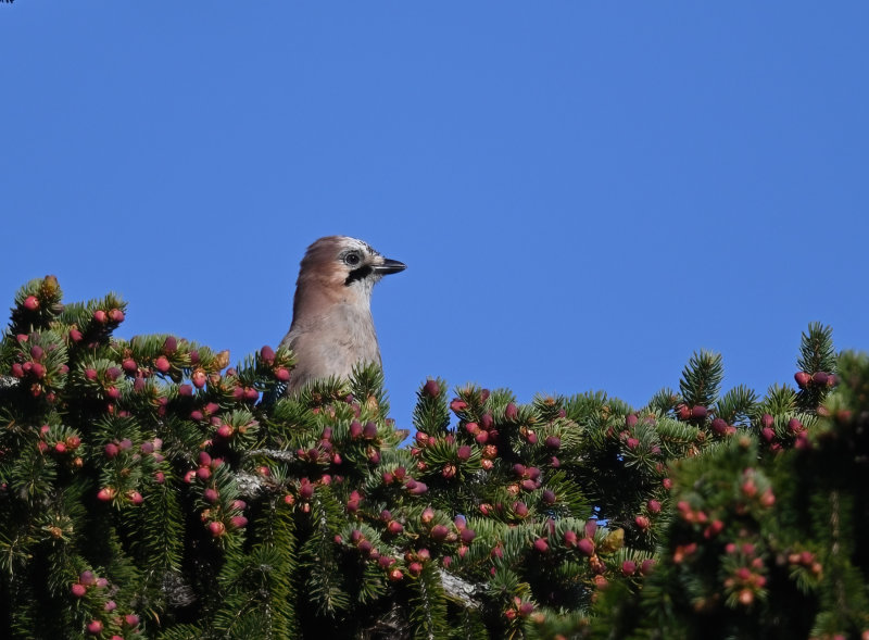 Eurasian Jay