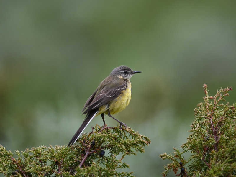 Yellow Wagtail