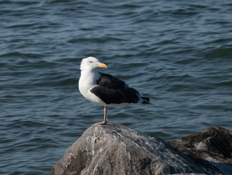 Great Black-backed Gull