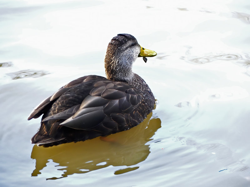 American black duck