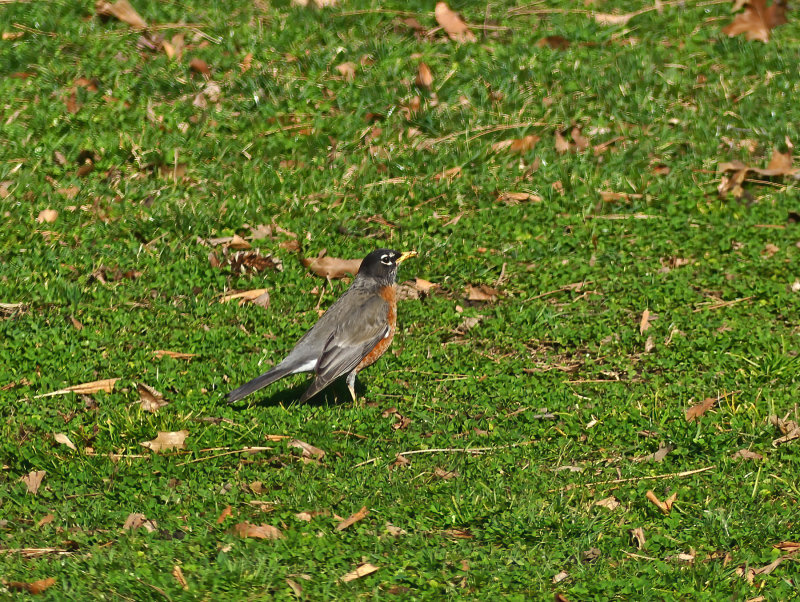 American robin