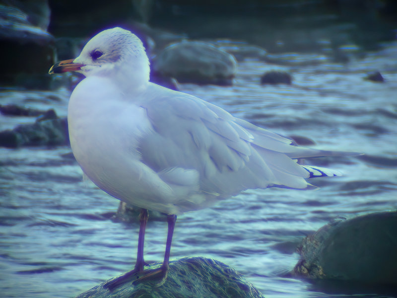 Mediterranean gull (Larus melanocephalus)Västergötland