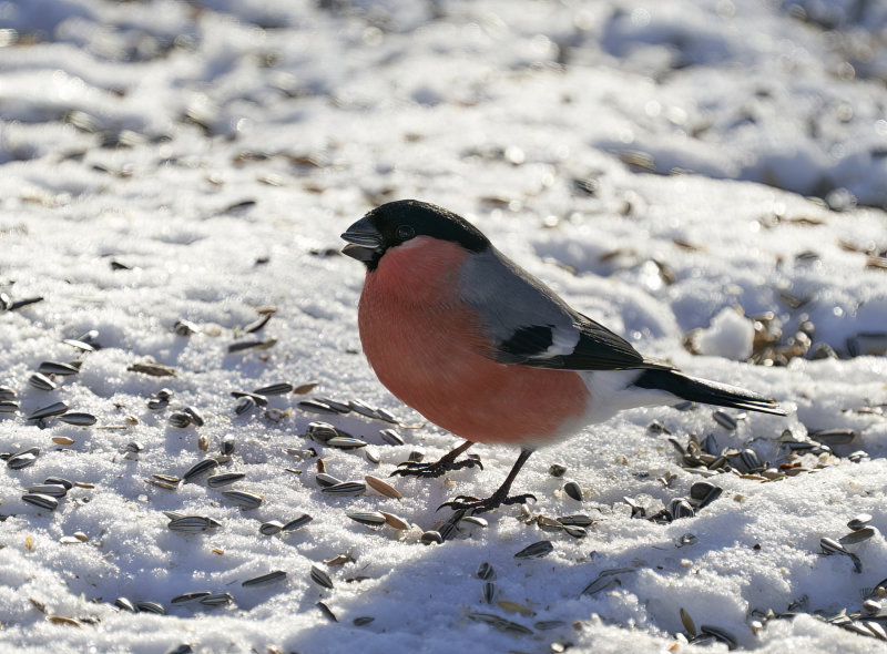 Common bullfinch