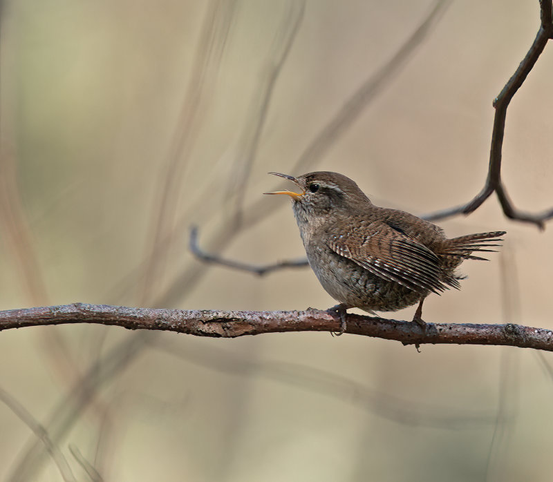 Winter Wren