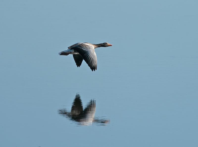 Greylag Goose