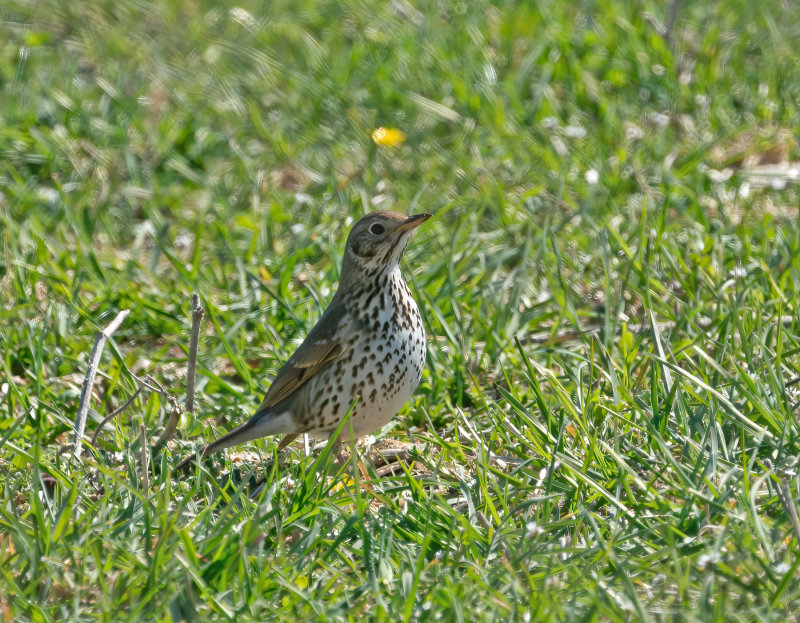 Song Thrush