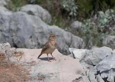 Crested Lark