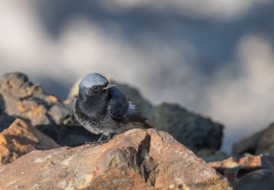 Black Redstart