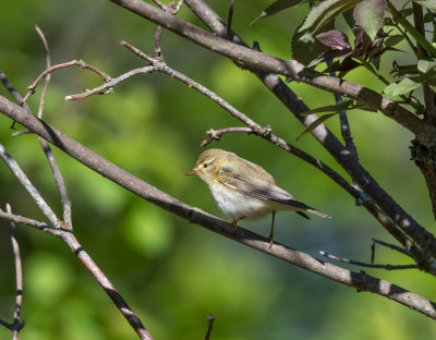 Willow Warbler