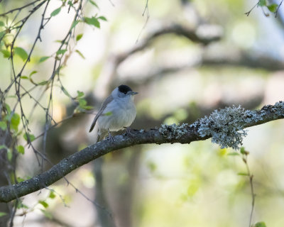 Blackcap