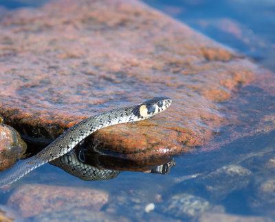 Grass snake