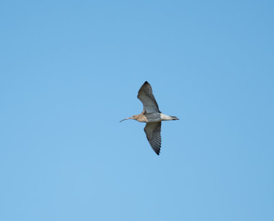 Eurasian Curlew