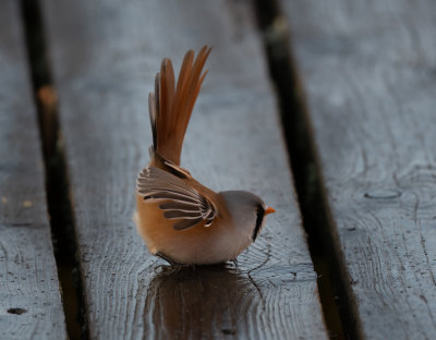 Bearded Reedling