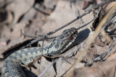 European Adder