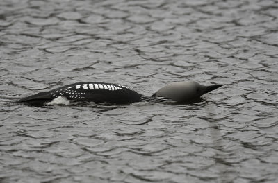 Black-throated Diver