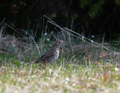 Song Thrush