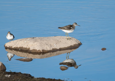 Common Sandpiper,Wood Sandpiper