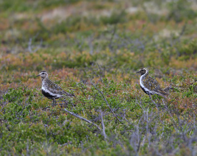 European Golden Plover