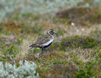 European Golden Plover