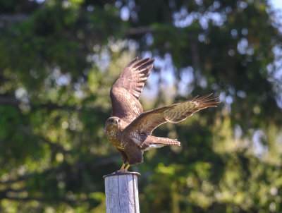 Common Buzzard