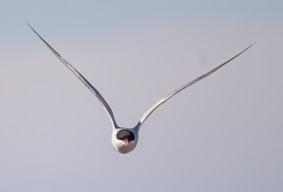 Arctic Tern