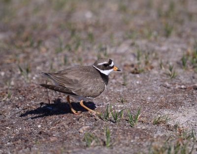 Common Ringed Plover