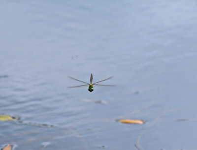 Gulfläckad glanstrollslända