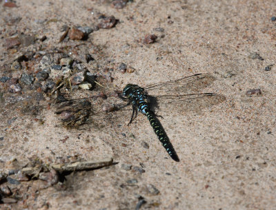 Gungflymosaikslända