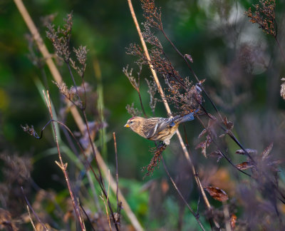 Common Redpoll (cabaret)