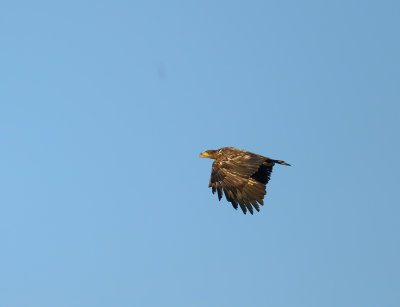 White-tailed Eagle