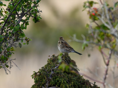 Bearded Reedling