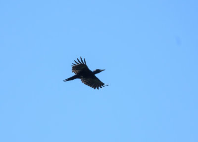 Black Woodpecker