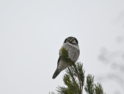 Northern Hawk Owl