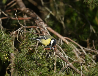 Great Tit