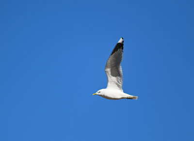 Mew Gull