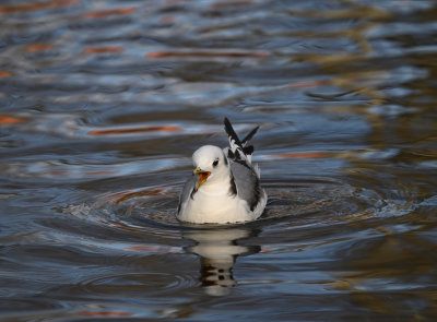 Black-legged Kittiwake