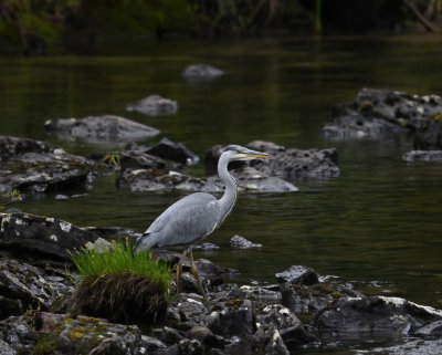 Grey Heron