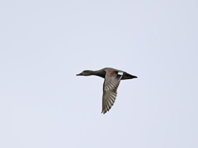 Gadwall