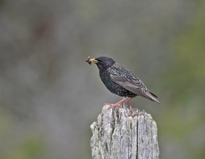 Common Starling