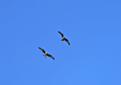 Red and black kite