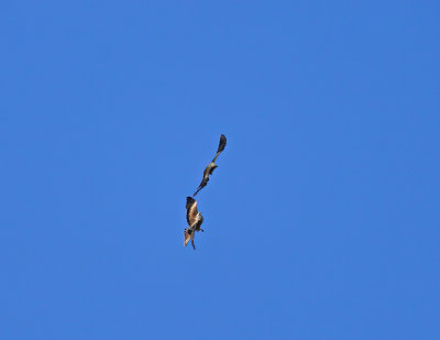 Red and black kite