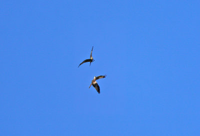 Red and black kite