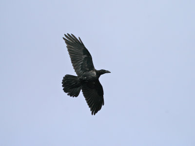 Common Raven